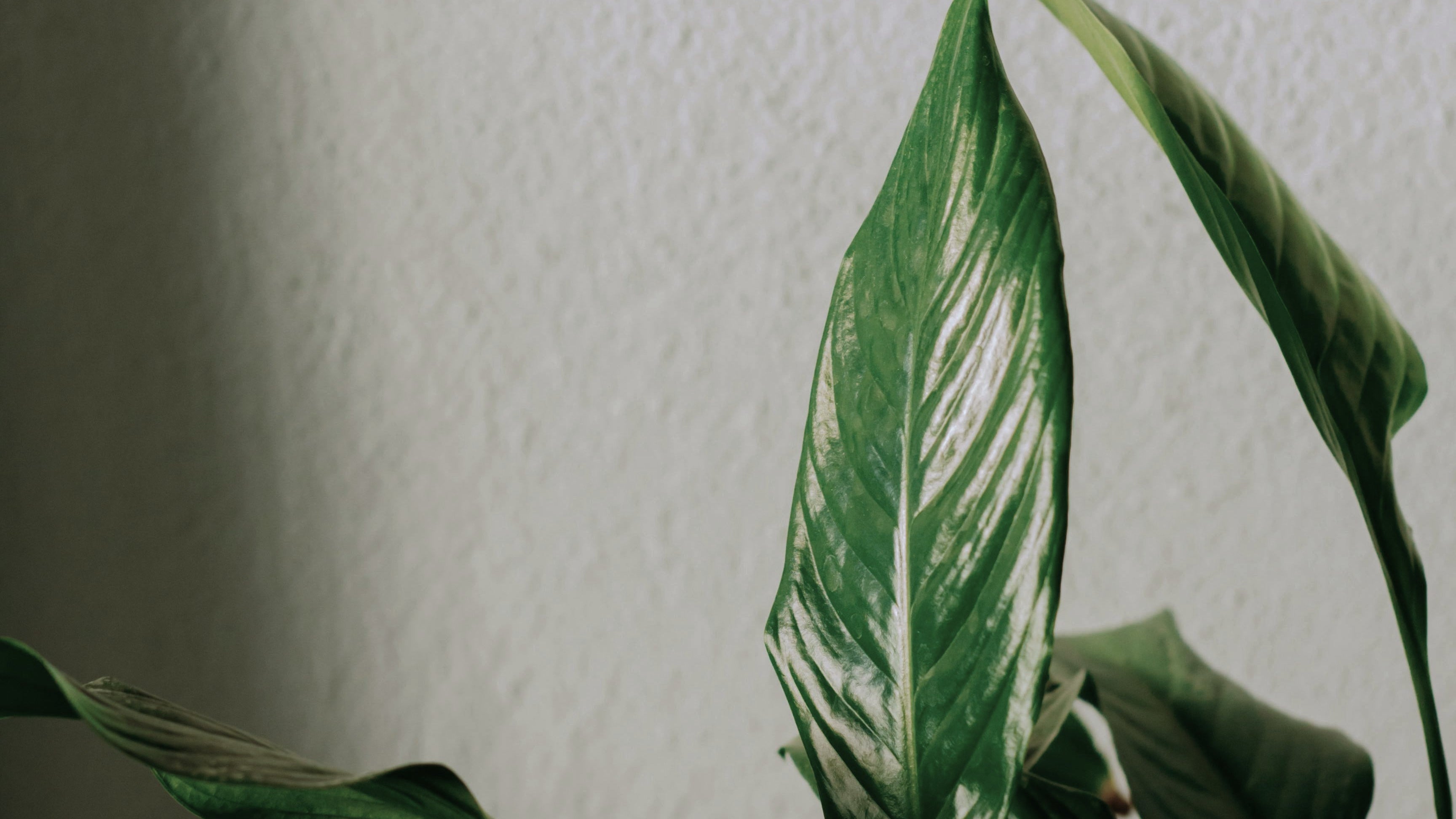 Green plant with white stripes against a plain wall